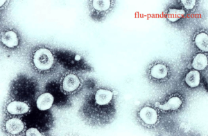 coronavirus