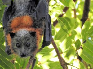corona bat