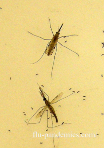 Parasitic Diseases